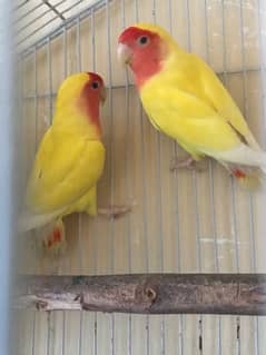 Lutino lovebird breeder pair 100%