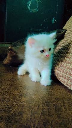 persian kitten