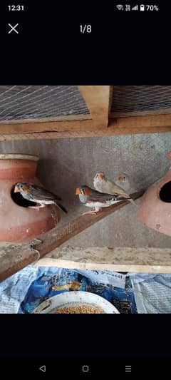 Finches