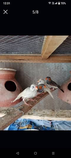 Finches parrots 2 pairs for sale