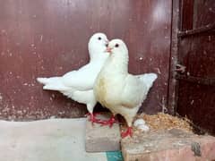 King pigeon Breeder pair for sale