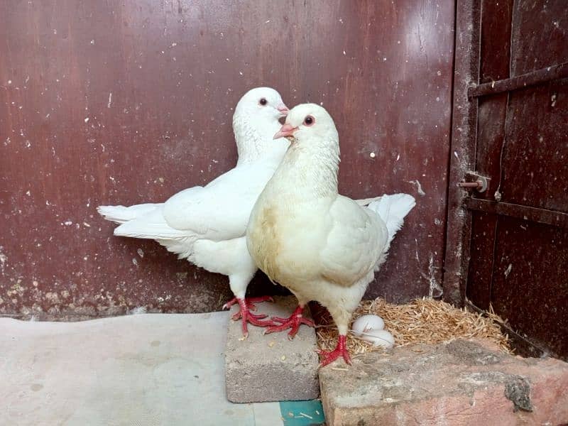 King pigeon Breeder pair for sale 0