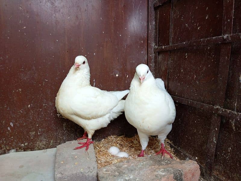 King pigeon Breeder pair for sale 2