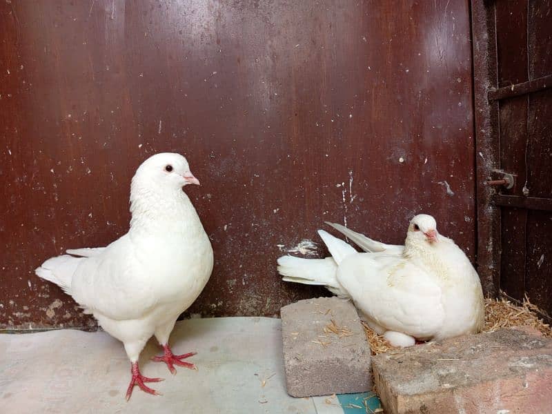 King pigeon Breeder pair for sale 3