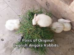 English Angora Rabbits