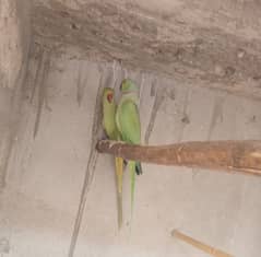 parrot for sale