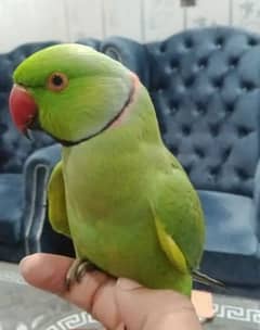 cute talking Nd tame parrot