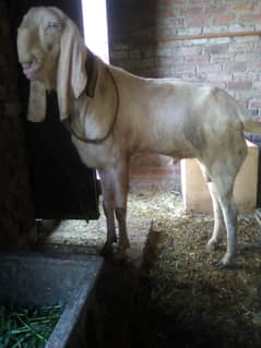 Rajanpuri Male Breeder