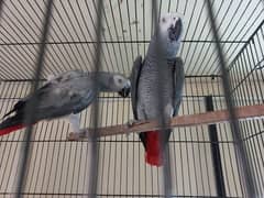 African grey breeder pair with DNA