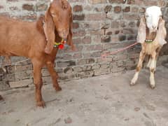 3 male goat for sell