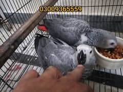 African Grey Parrot Grey Parrot chicks talking African Grey Parrots