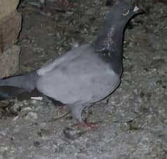 pigeon