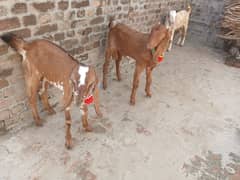 3 male goat for sell