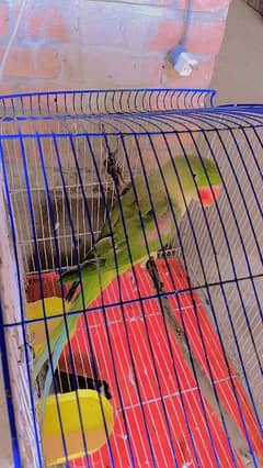 parrot for sale