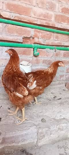 Lohmann Hens