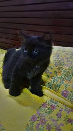 Persian jet black kitten for sale