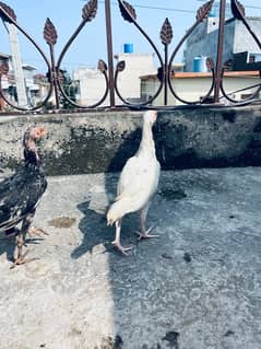 Heera white and black chicks