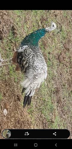 Top quality and most expensive breed of Peacock for sale