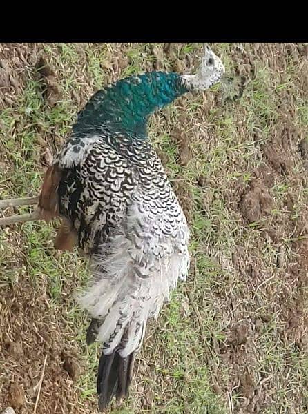 Top quality and most expensive breed of Peacock for sale 1