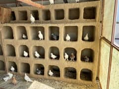 Fancy pigeons for sale  1000 per piece