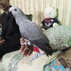 grey parrots 4 sale 9 month trained