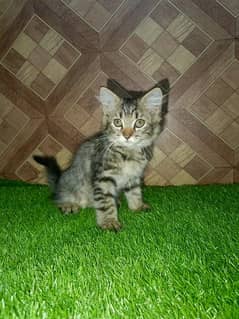 Pershion Female Kitten For sale