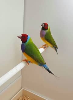 gouldian finches