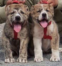 alabai dog fair 2 months for sale security dog alabai