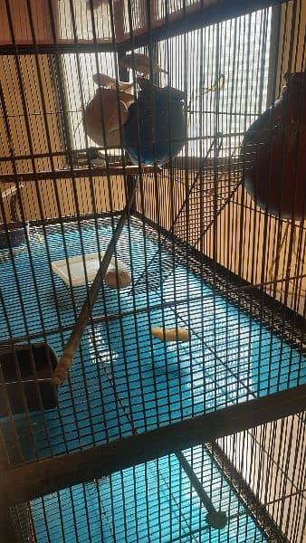 3 pair of finches with cage 2