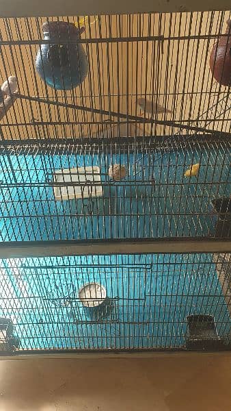 3 pair of finches with cage 3