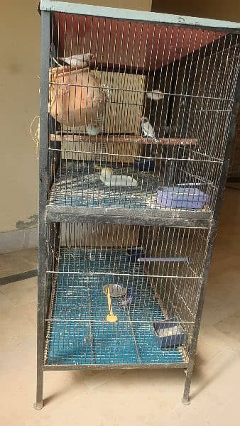 3 pair of finches with cage 4