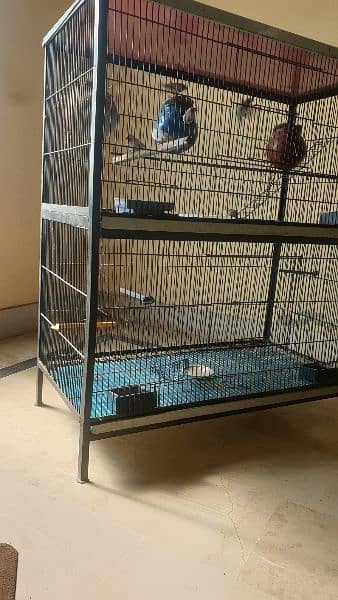 3 pair of finches with cage 5