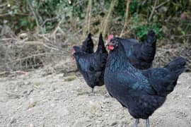 Australorp 3 Month Hens03029596978