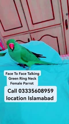 Face To Face Talking Green Ring Neck Female Parrot Talking In Cage