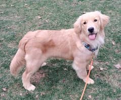 Golden retriever pups