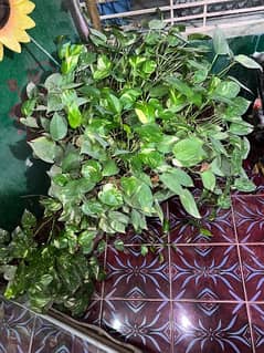 "Healthy Indoor Money Plant - Air Purifying | Low Maintenance"