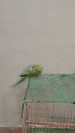 ringneck chick for sell