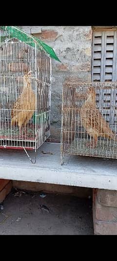 Irani teetar males for sale