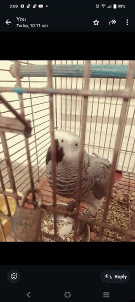 African gray parrot 20 month 1