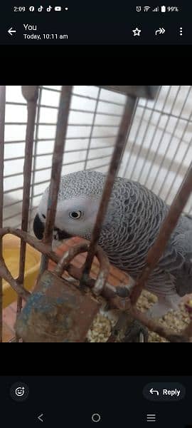 African gray parrot 20 month 2