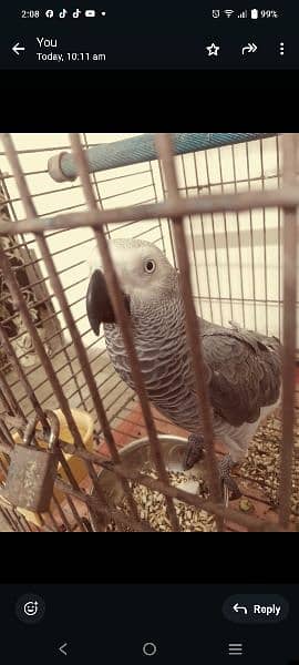 African gray parrot 20 month 3