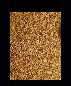 mealworms