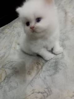 Pure Persian Triple Coated kitten