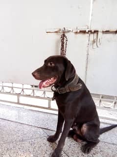 Labrador Male 12 Month Age Dark Brown