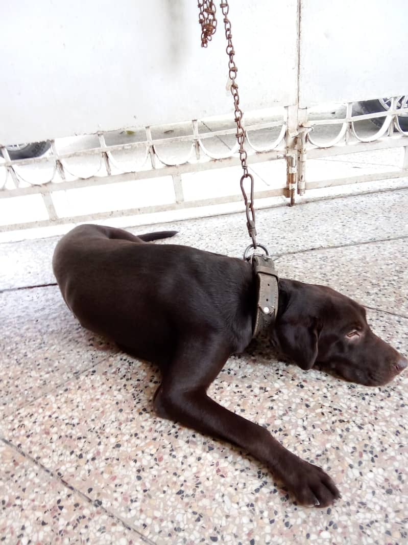 Labrador Male 12 Month Age Dark Brown 1