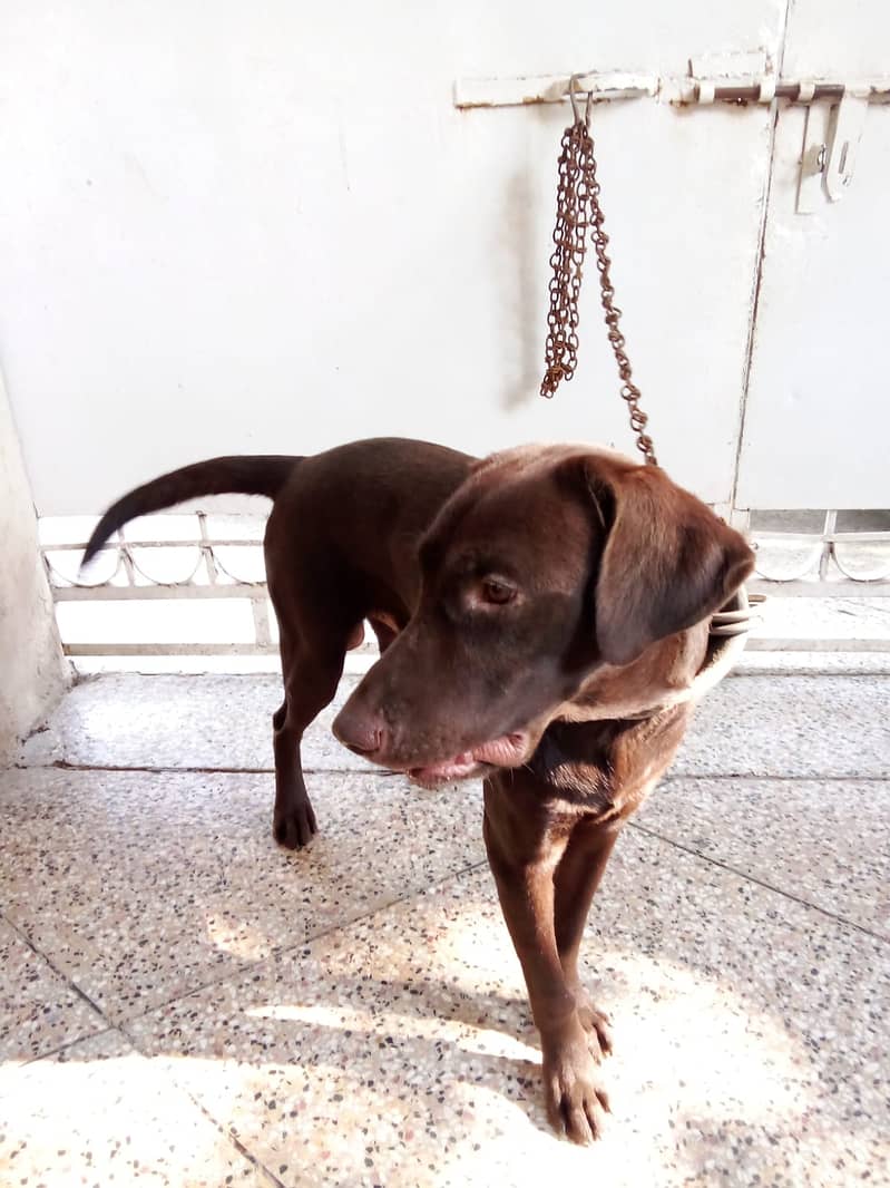 Labrador Male 12 Month Age Dark Brown 2