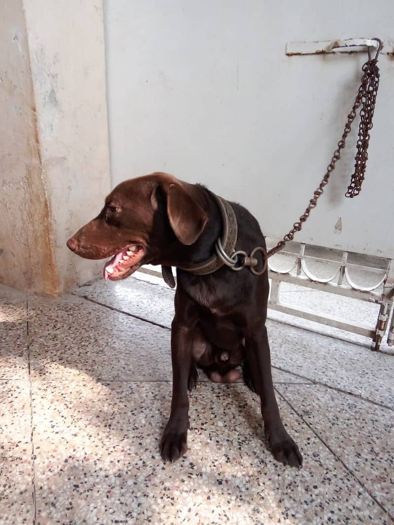 Labrador Male 12 Month Age Dark Brown 3