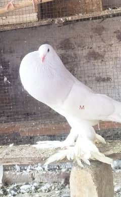 White pouter. breader. pair