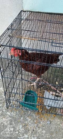 Hen with Cage