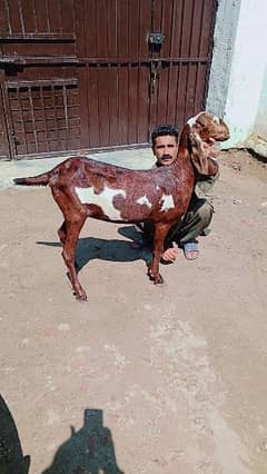 goats nagara dabbi taiyar female available